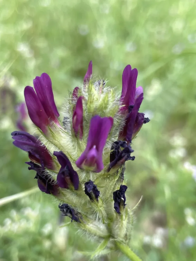 Astragalus entomophyllus