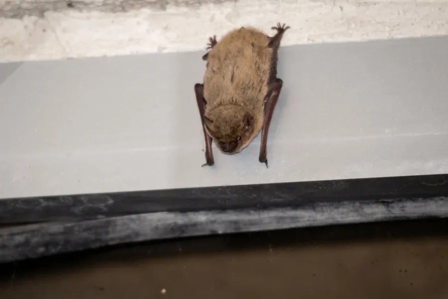 Kuhl’s Pipistrelle