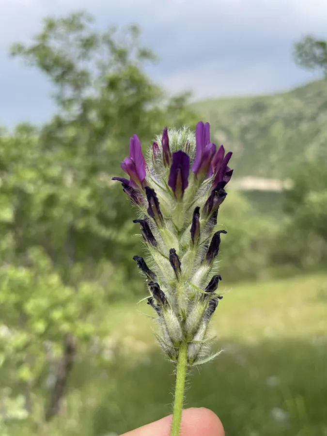 Astragalus entomophyllus
