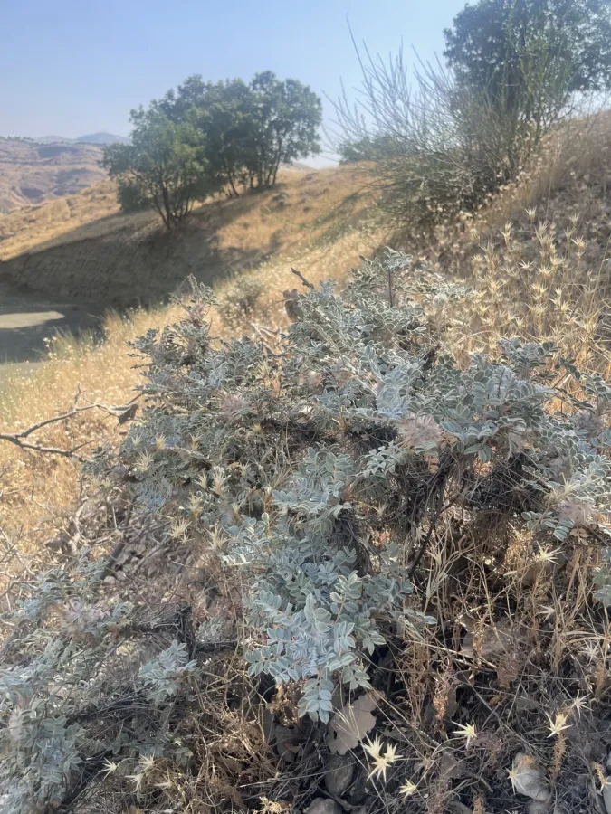 Astragalus eriosphaerus