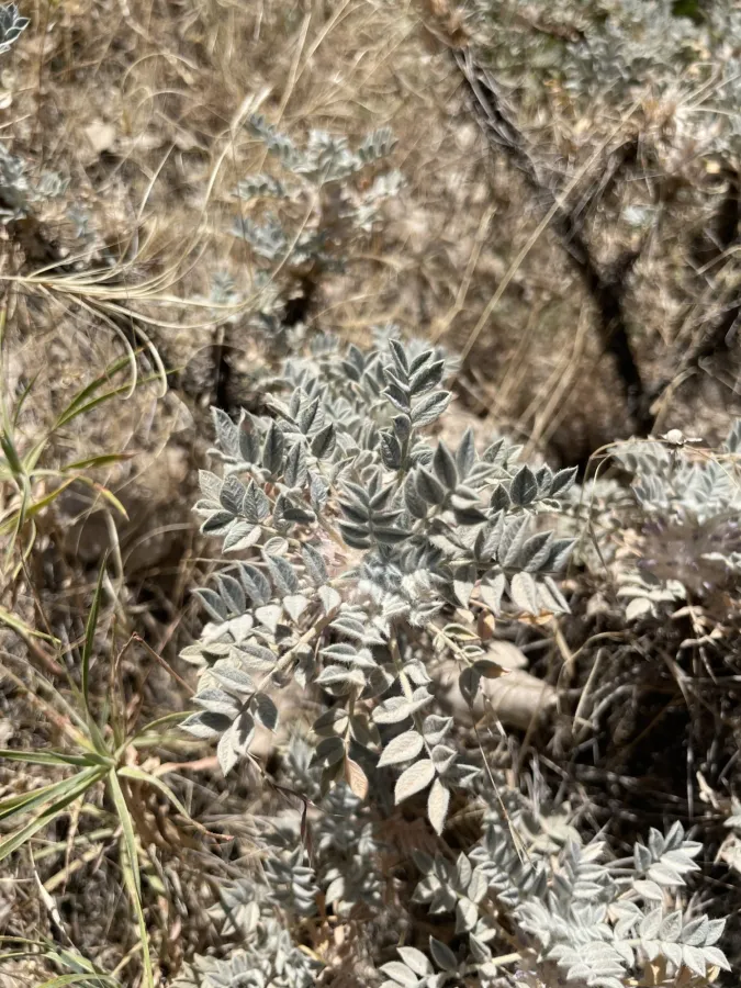Astragalus eriosphaerus