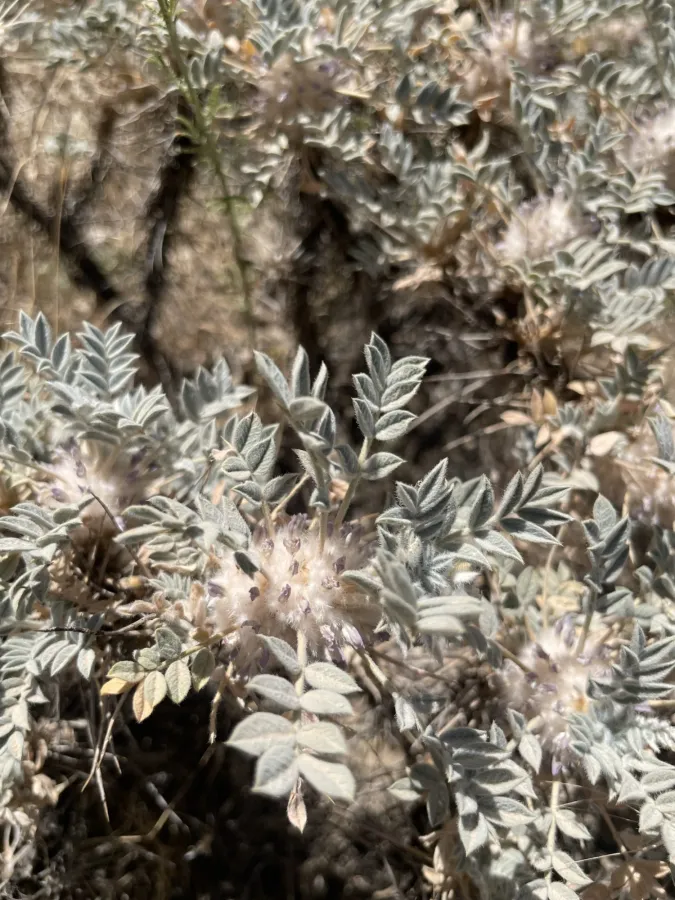 Astragalus eriosphaerus