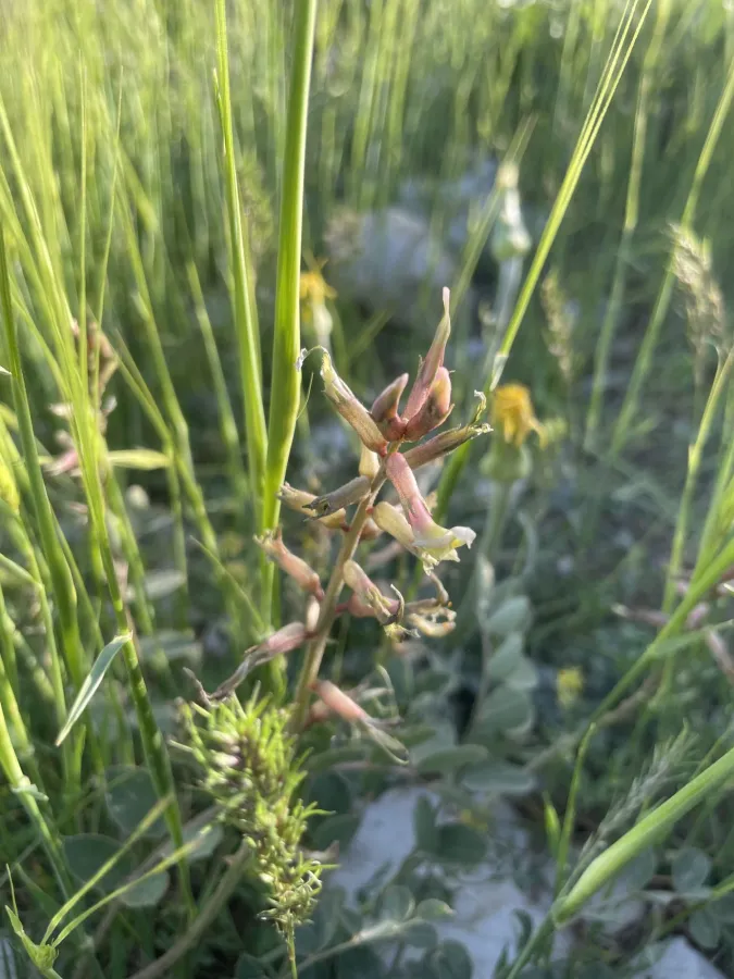Astragalus gillettii