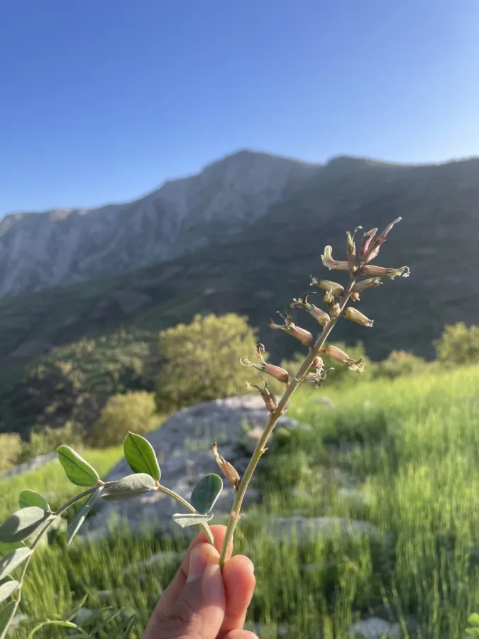 Astragalus gillettii