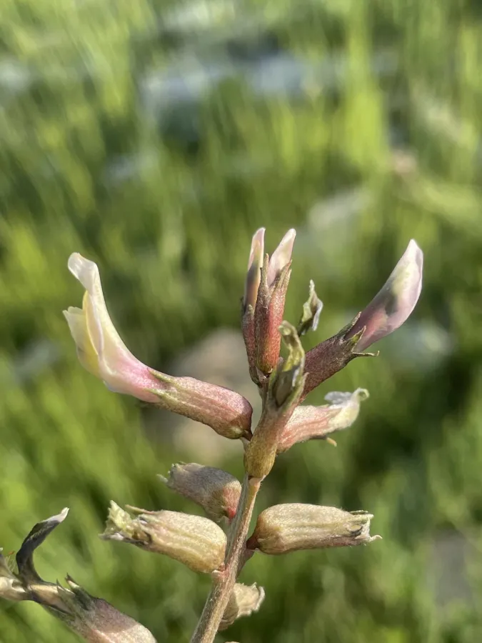 Astragalus gillettii