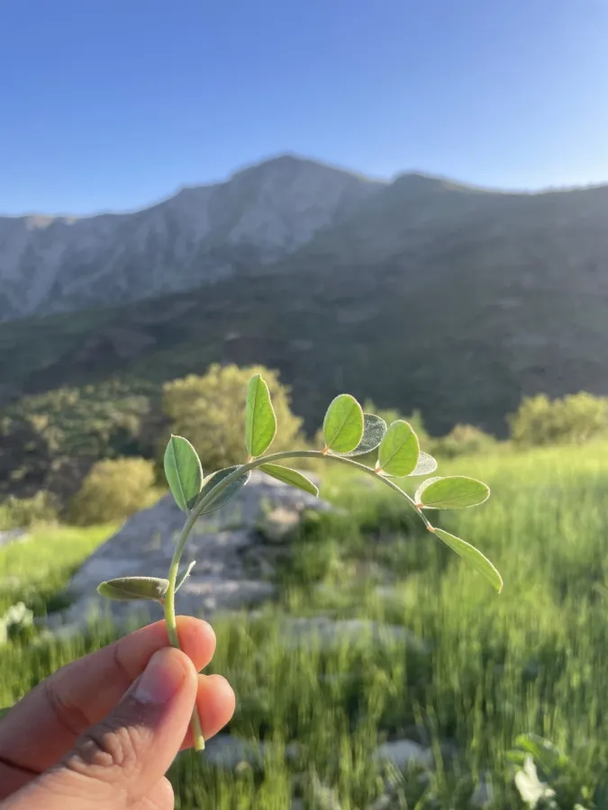 Astragalus gillettii