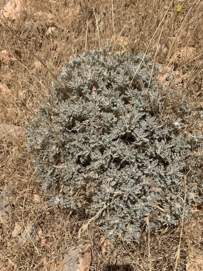 Astragalus gossypinus