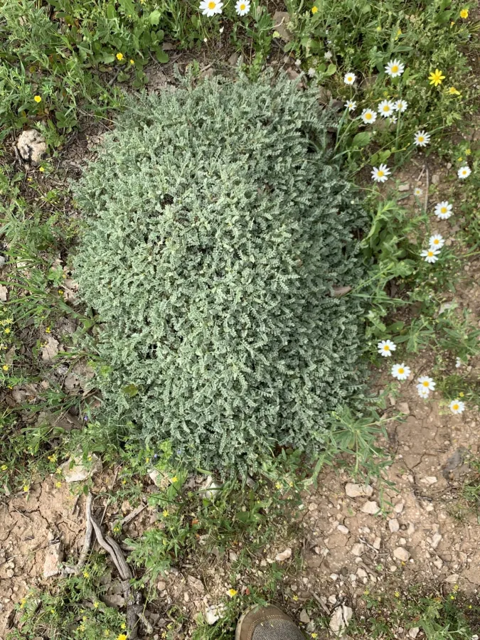Astragalus gossypinus