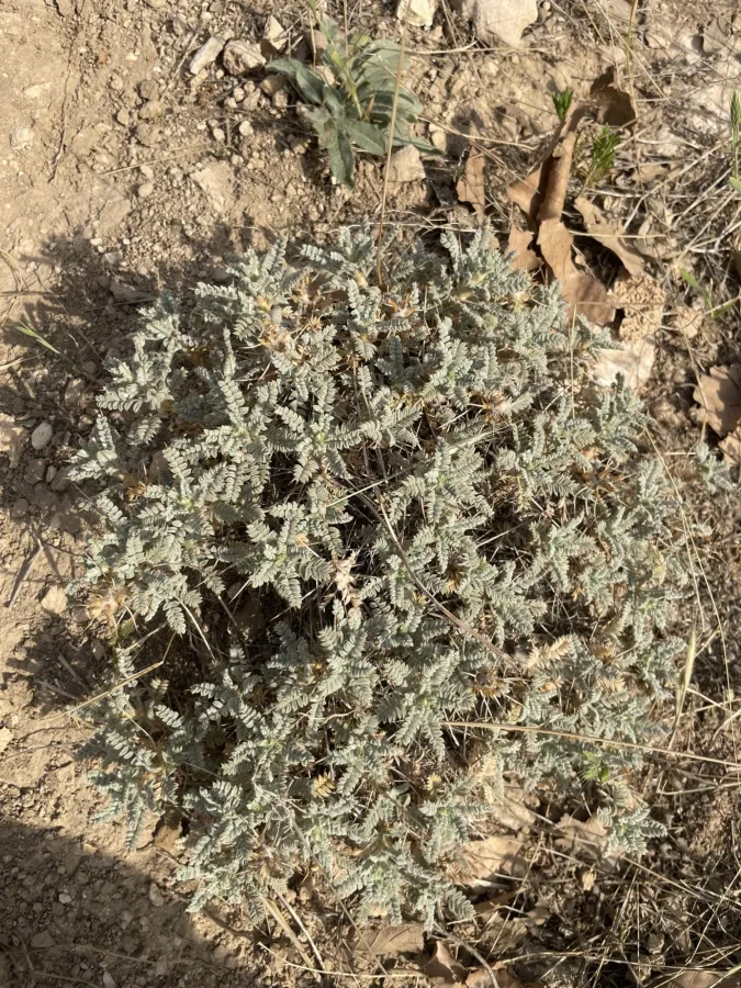 Astragalus gossypinus