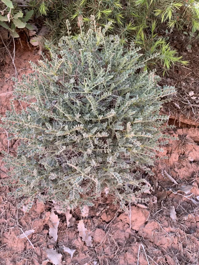 Astragalus gossypinus