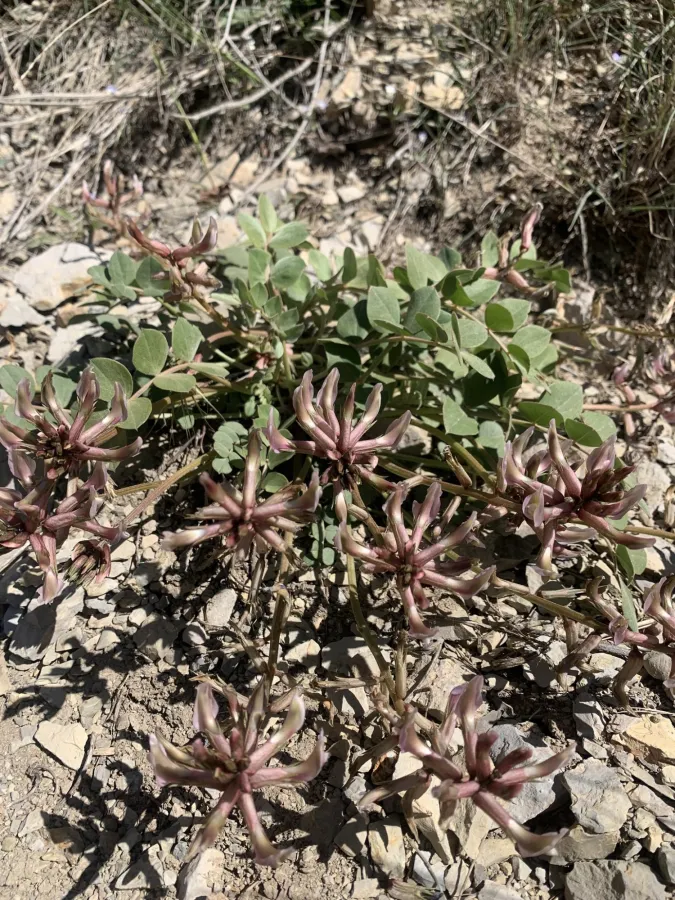 Astragalus gudrunensis