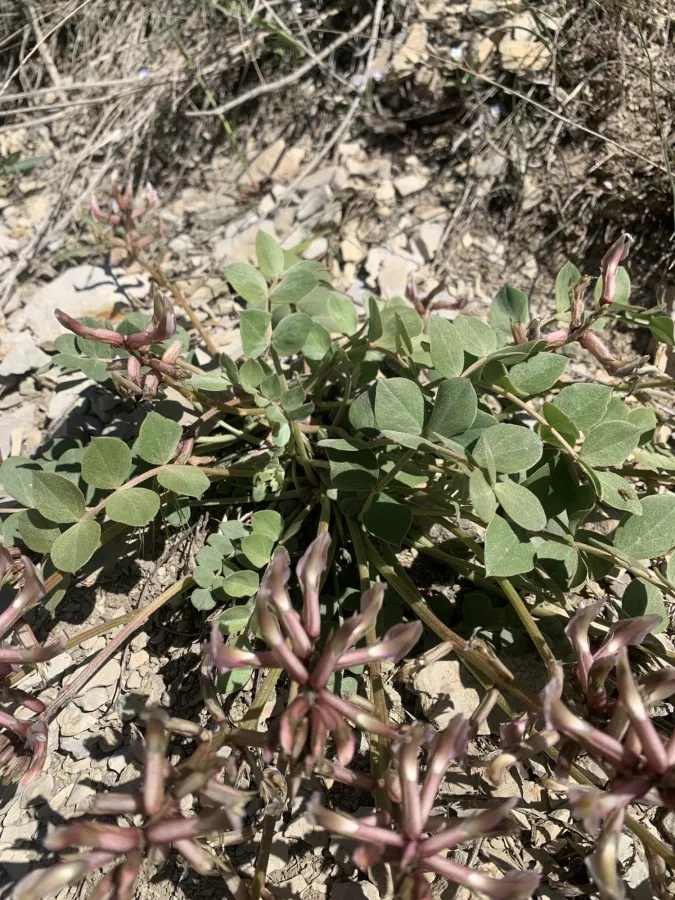 Astragalus gudrunensis