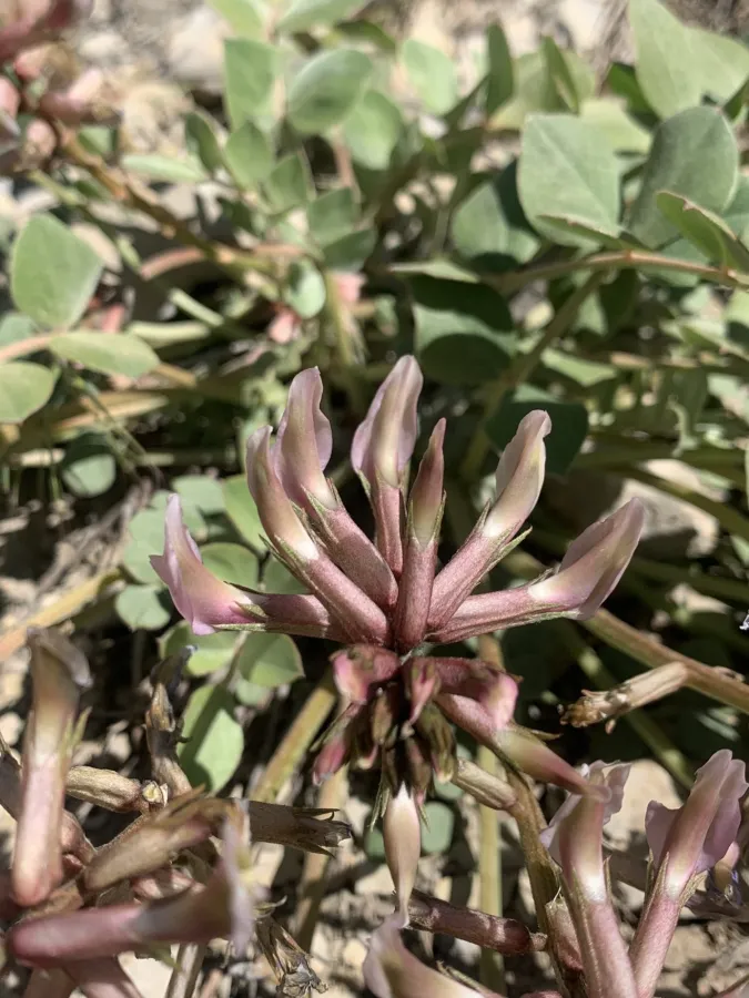 Astragalus gudrunensis