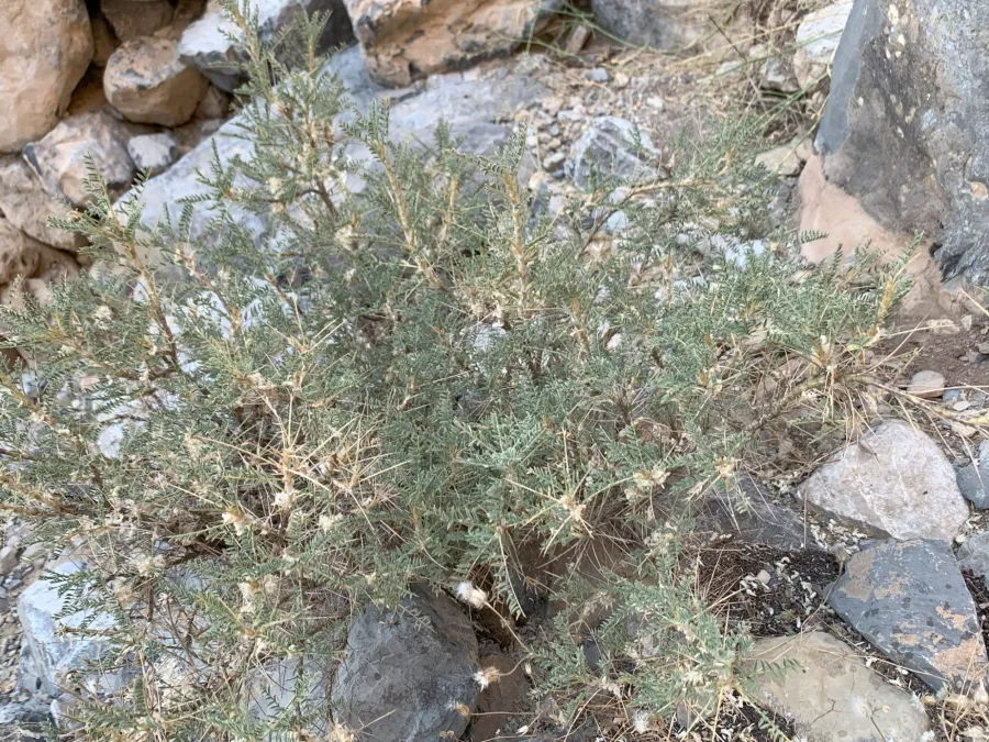 Astragalus gummifer