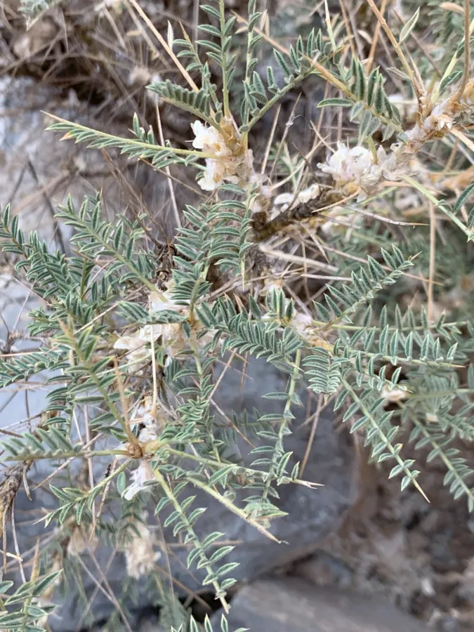 Astragalus gummifer