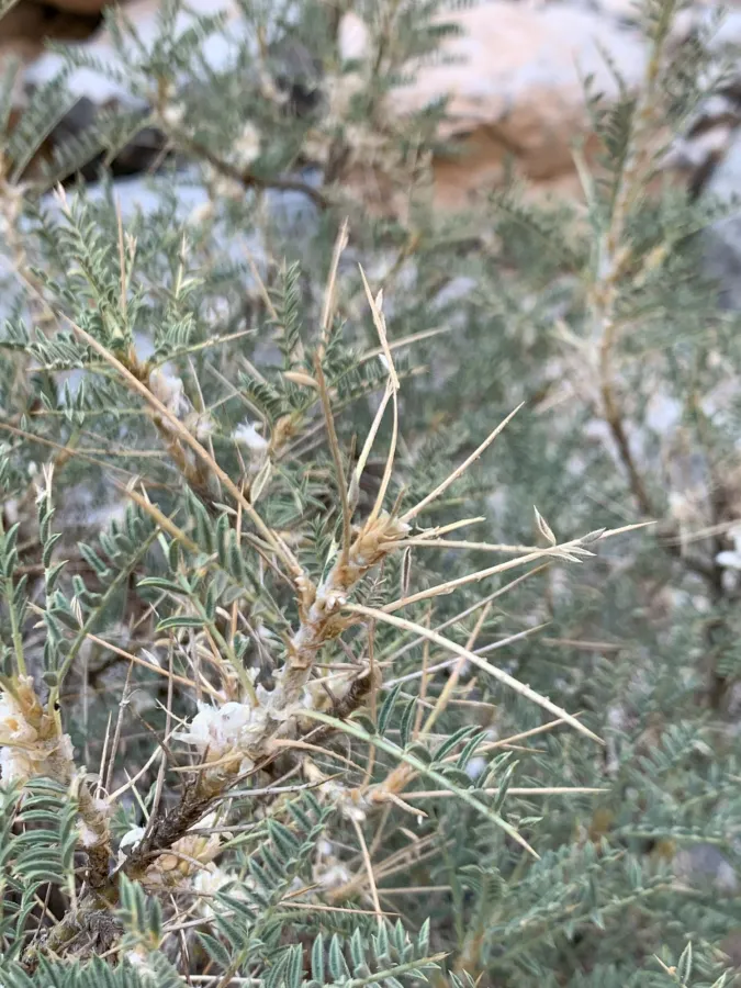 Astragalus gummifer