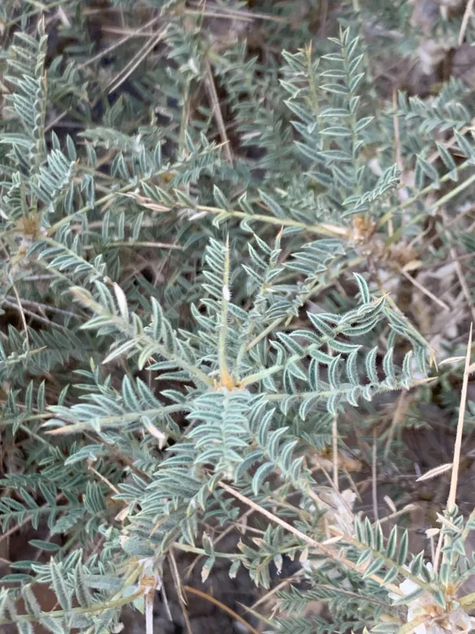 Astragalus gummifer
