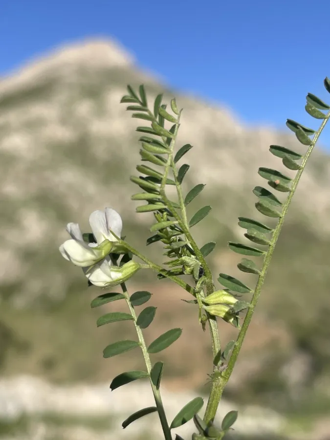 Astragalus guttatus