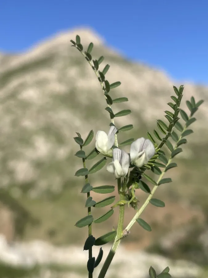 Astragalus guttatus