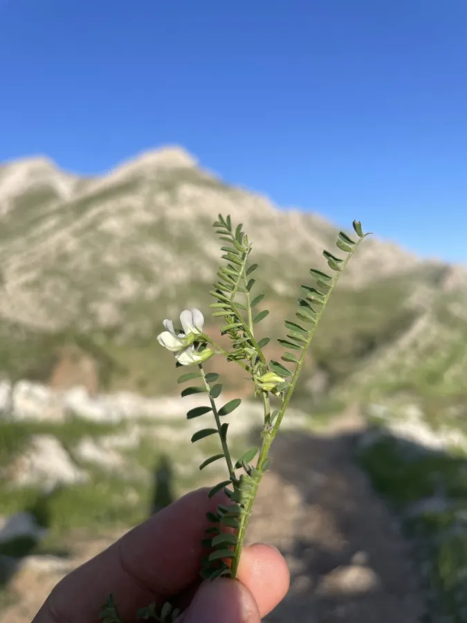 Astragalus guttatus