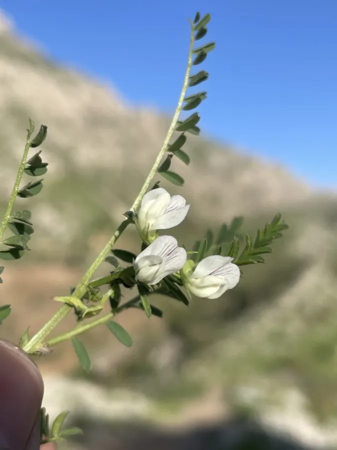 Astragalus guttatus