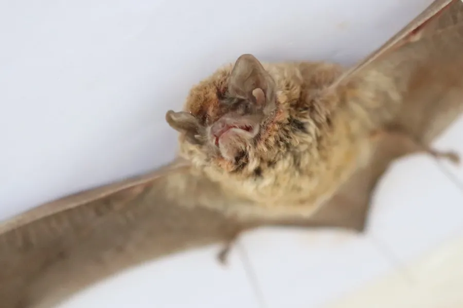 Pallid Long-fingered Bat