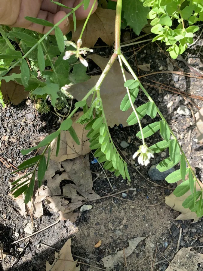Astragalus hamosus