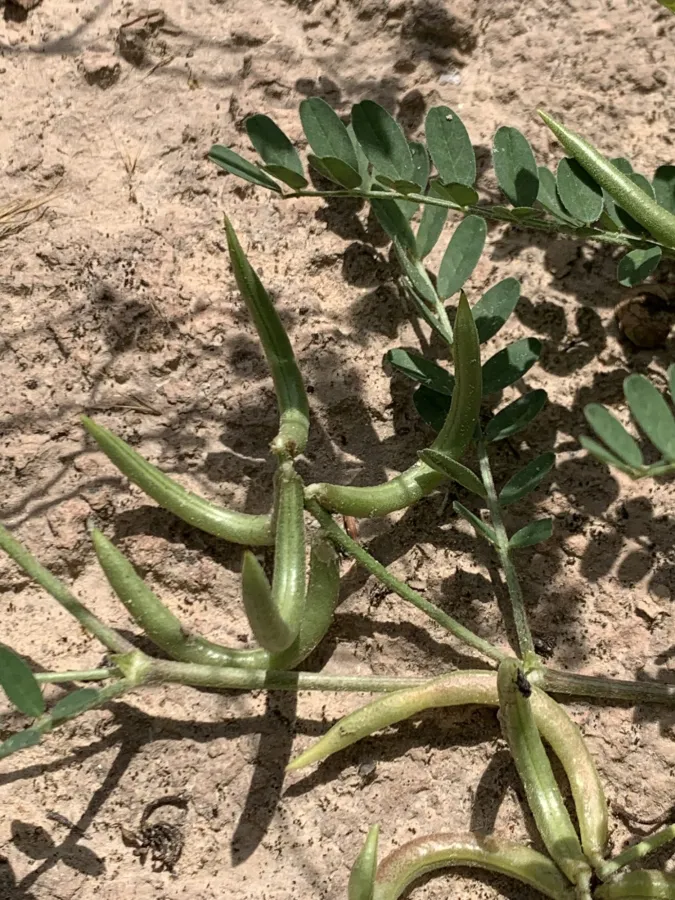 Astragalus hamosus