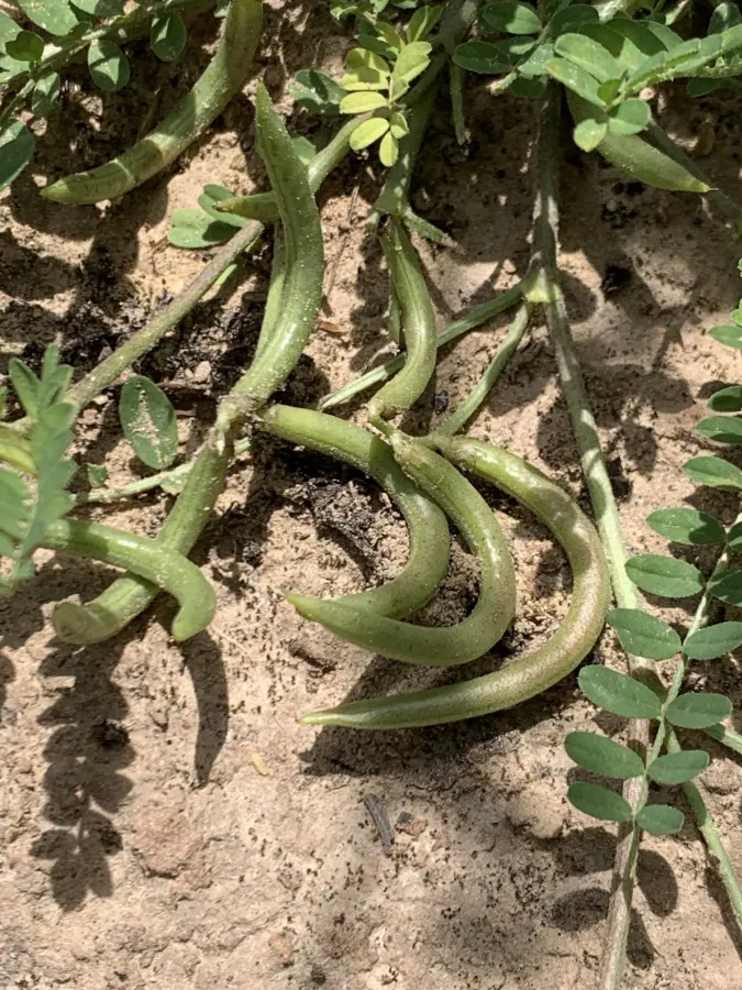 Astragalus hamosus