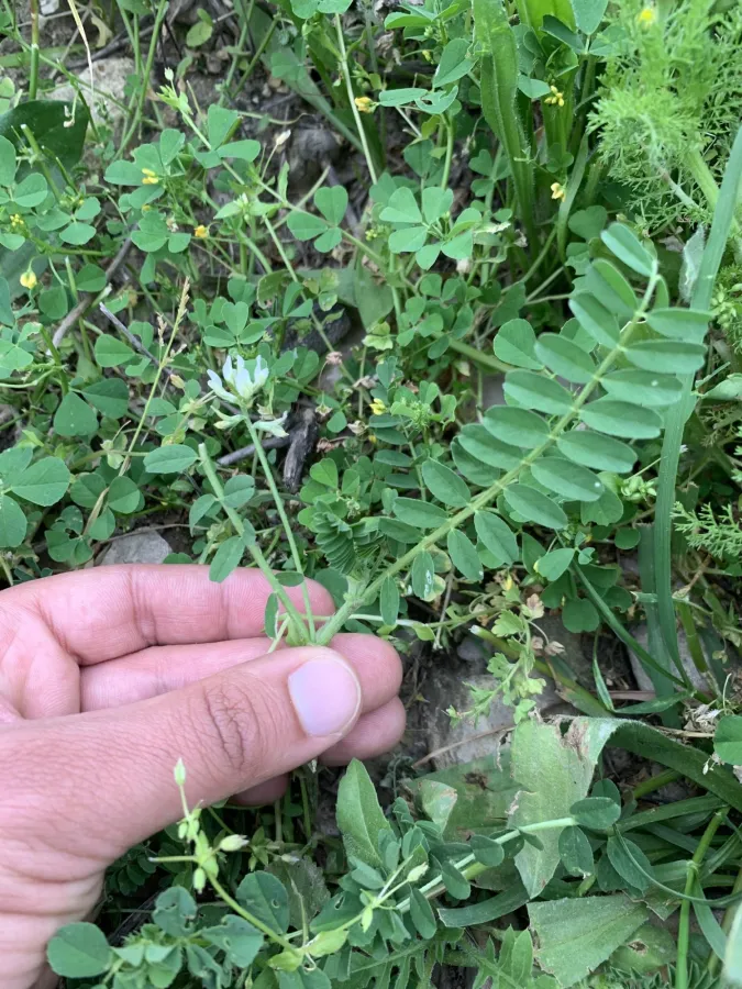 Astragalus hamosus
