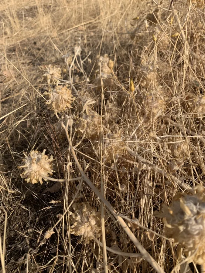 Astragalus kirrindicus