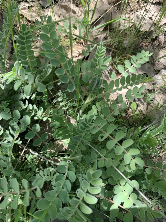 Astragalus kirrindicus