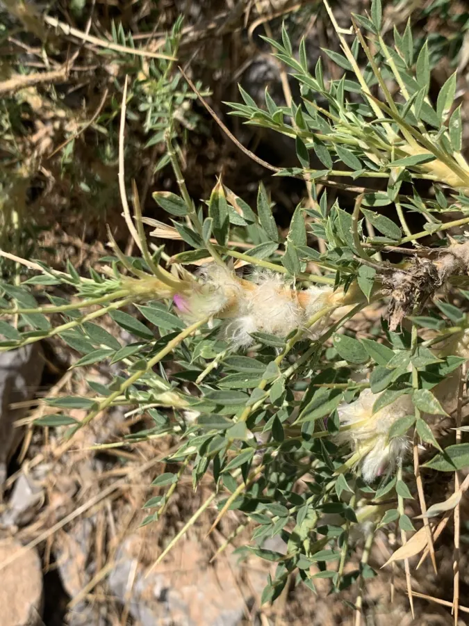Astragalus kurdicus