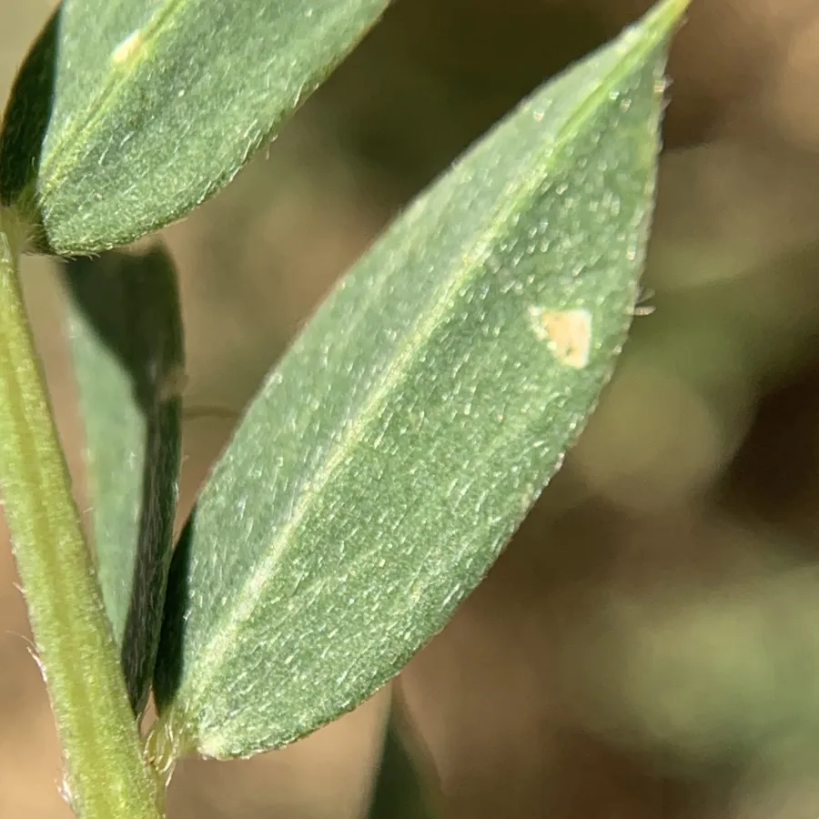 Astragalus kurdicus