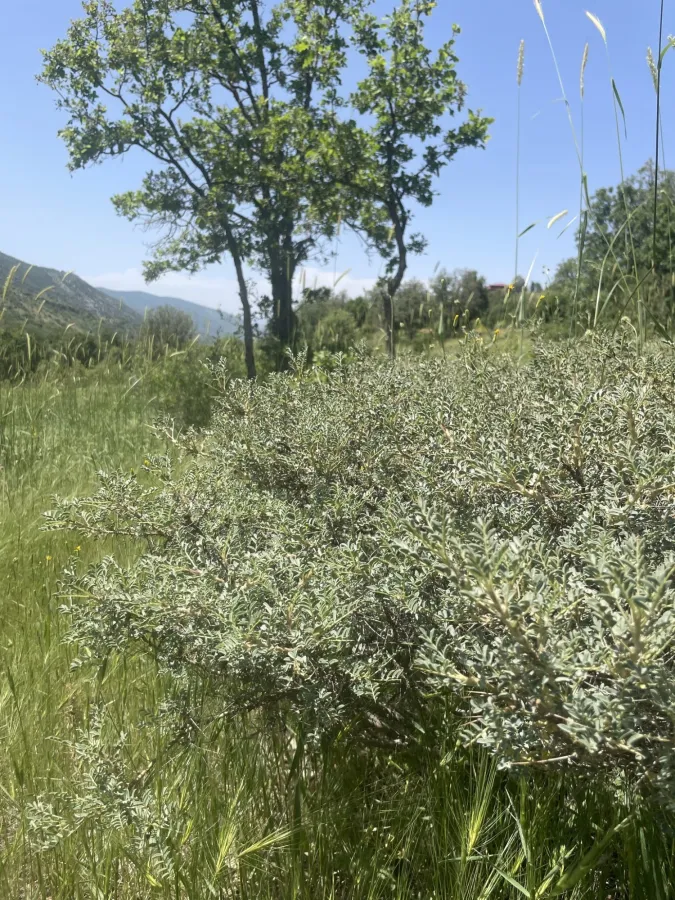 Astragalus leiophyllus