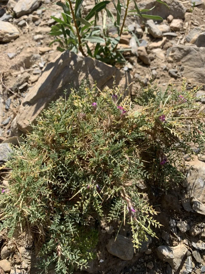 Astragalus leiophyllus
