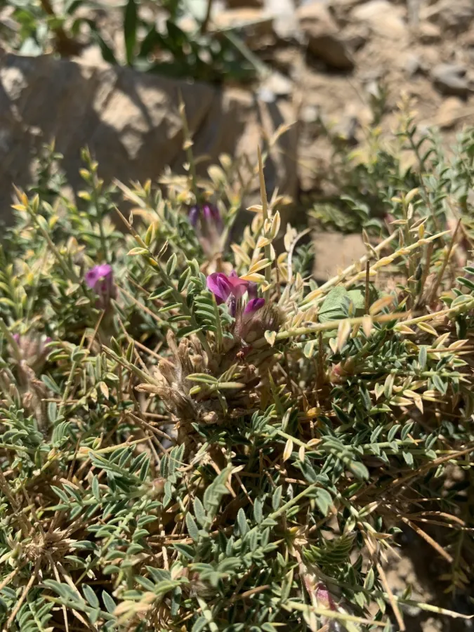 Astragalus leiophyllus