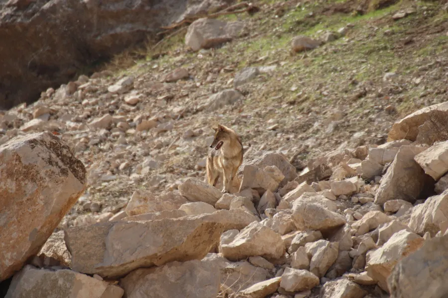 Golden Jackal