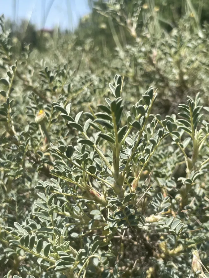 Astragalus leiophyllus