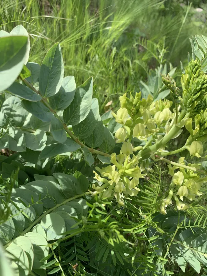 Astragalus lobophorus