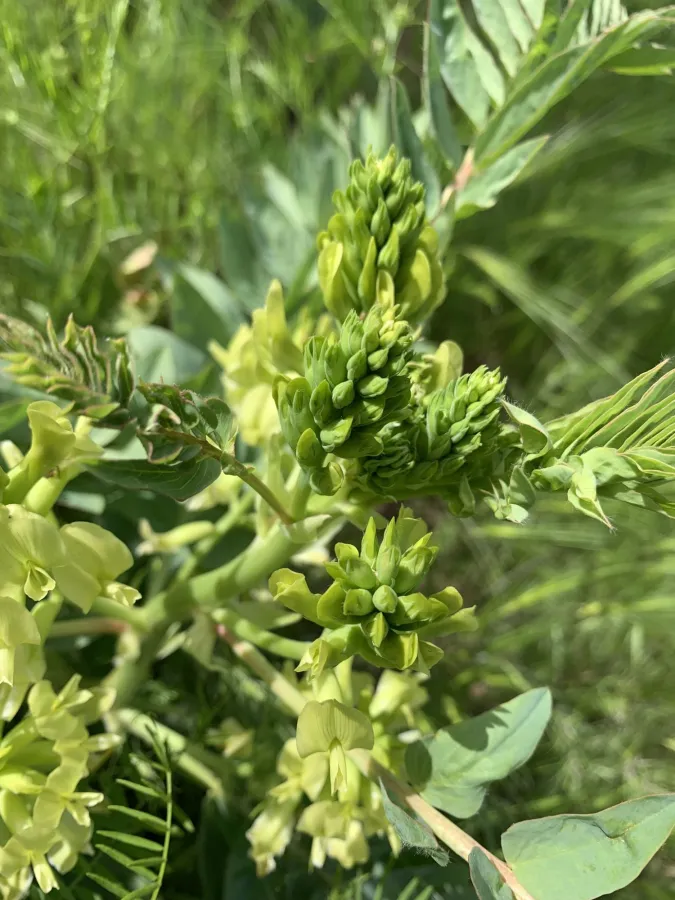 Astragalus lobophorus