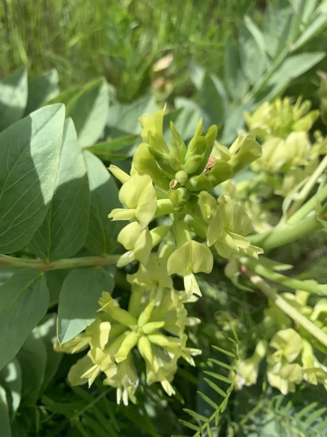 Astragalus lobophorus