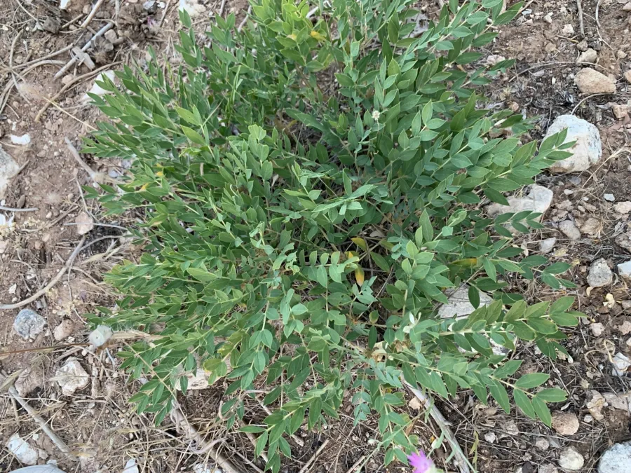 Astragalus longifolius