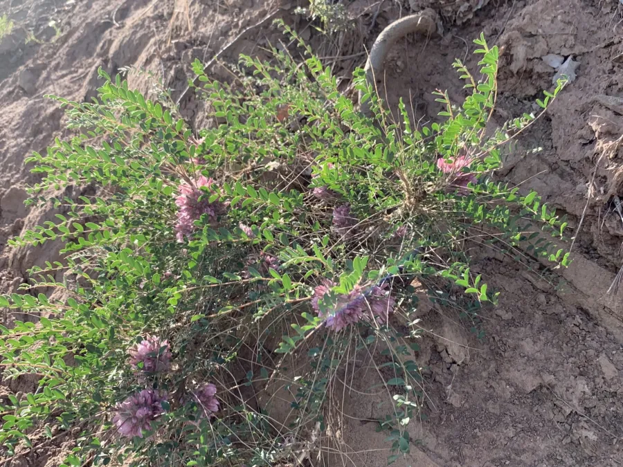 Astragalus longifolius