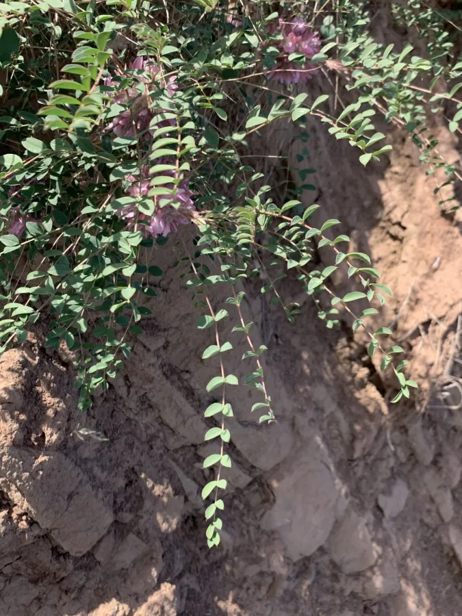 Astragalus longifolius