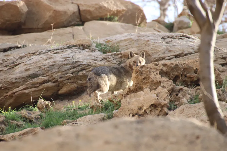 Golden Jackal