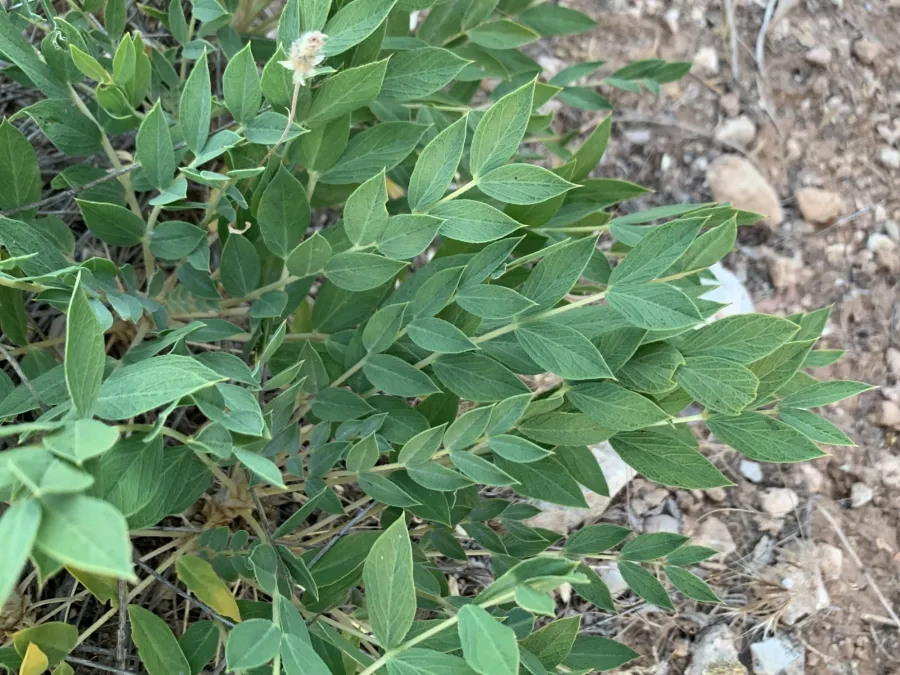 Astragalus longifolius