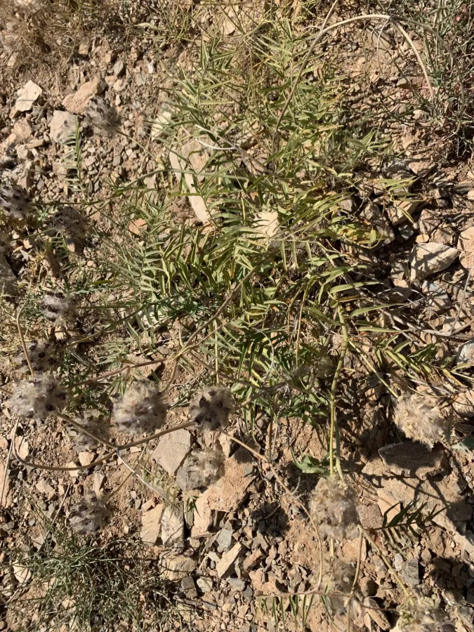 Astragalus macrocephalus