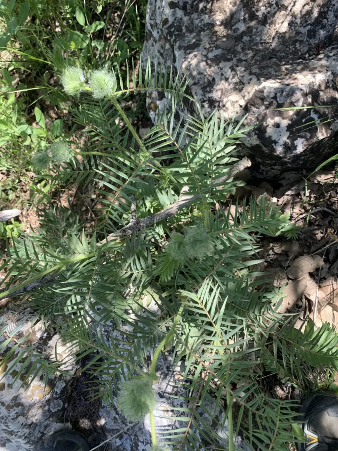 Astragalus macrocephalus