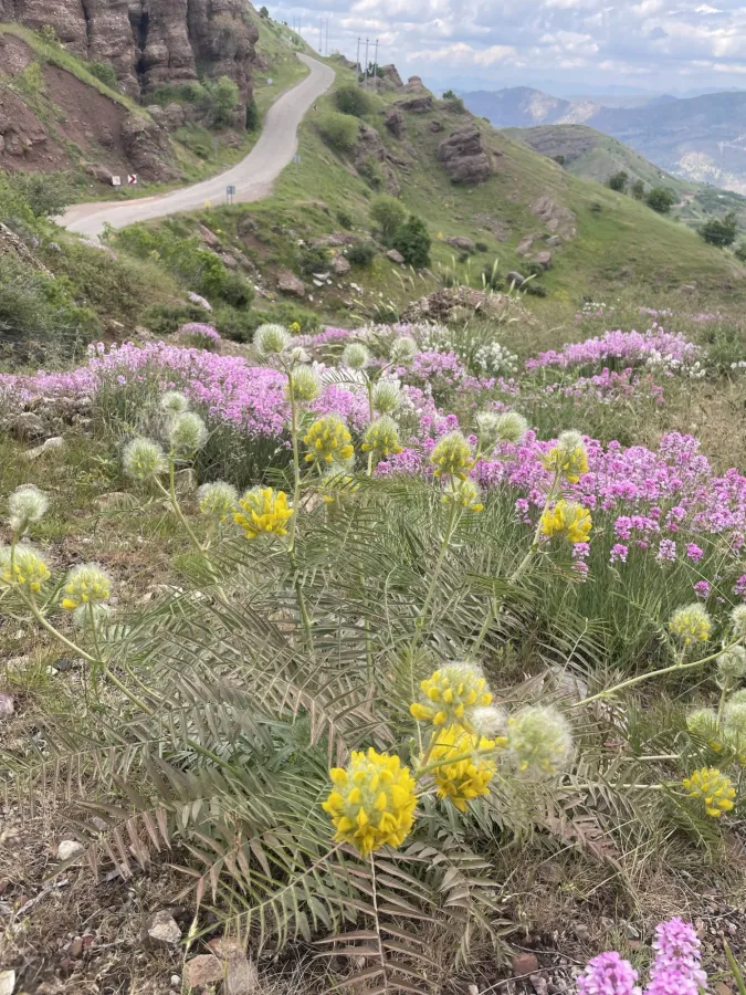 Astragalus macrocephalus